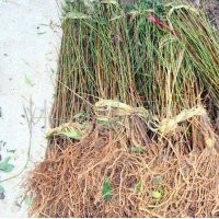 3公分山楂苗價格 專業(yè)嫁接長期供應山楂苗 大量批發(fā)山楂樹苗