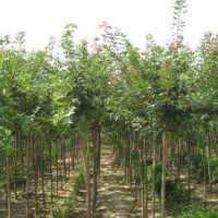 五角楓樹苗 大量供應(yīng)1.5米高五角楓苗