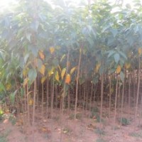 常年大量出售櫻花當年苗、i海棠苗、紅葉李、低價占地苗