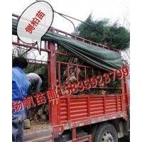 供應(yīng)1米營養(yǎng)杯側(cè)柏苗，1.5米營養(yǎng)杯側(cè)柏苗，1.7米營養(yǎng)杯側(cè)柏苗