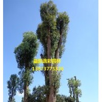 香樟 香樟樹3公分6公分8公分10公分價(jià)格表 湖南逸彩園林