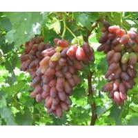 優(yōu)質(zhì)果樹苗花椒苗 葡萄苗 大量低價(jià)