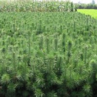 優(yōu)質(zhì)樟子松苗木