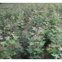 專供山西五角楓苗 山西五角楓苗專供