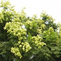 18公分欒樹、2公分欒樹、三公分欒樹價格