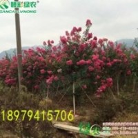 2015市場前景廣闊 發(fā)展前景好紫薇 速生玫紅紫薇 玫紅紫薇小苗