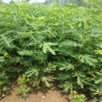 河北樂優(yōu)農(nóng)業(yè)大量供應(yīng)無花果,洋芋，海棠等苗木