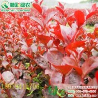 日本紅葉喬木紫薇 江西紅葉紫薇小苗價格 優(yōu)質(zhì)紫薇小苗報價