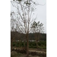 大量供應(yīng)菩提榕 大小規(guī)格