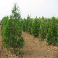 側(cè)柏苗、山東側(cè)柏基地、側(cè)柏樹苗