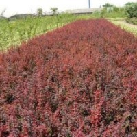 供應(yīng)各種綠化小苗大葉黃楊,紅葉小檗,女貞