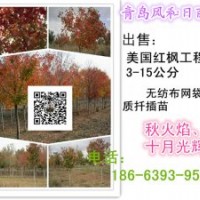 美國紅楓價(jià)格 臨沂美國紅楓小苗 泰安美國紅楓 安徽美國紅楓 浙江