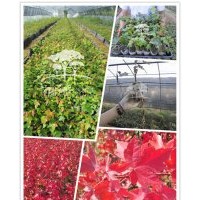 紅點(diǎn)紅楓價(jià)格 泰安紅點(diǎn)紅楓小苗 臨沂紅點(diǎn)紅楓 江蘇紅點(diǎn)紅楓 安徽
