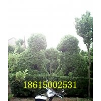 大葉黃楊籬北海道黃楊