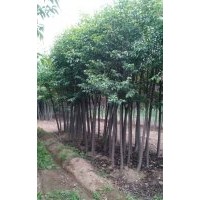 供應(yīng)6公分大葉女貞1000顆，