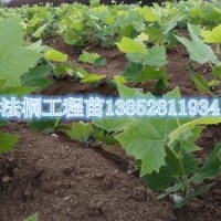 1米扦插高法桐苗法桐工程苗供應(yīng)商