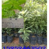 閩楠苗 楠木苗 楨楠苗 滇楠苗