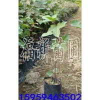 楓香袋苗 楓香容器苗 楓香杯苗