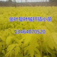 預定秋季金葉復葉槭小苗，預定價格優(yōu)惠，質量高