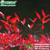 紅葉南天竹 彩葉樹(shù)紅葉南天竹報(bào)價(jià)供應(yīng)批發(fā)零售