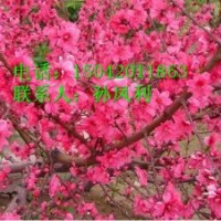 2年生高原之火海棠