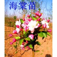 出售占地用海棠苗紅葉李太陽(yáng)李紫葉矮櫻白蠟國(guó)槐金葉榆等綠化苗木