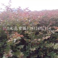 紫薇苗江蘇1米高紫薇苗四種顏色紅花紫薇苗木