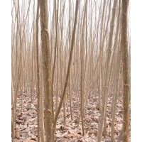 現(xiàn)在意楊價格10意楊價格15意楊價格