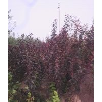 鈣果苗山西鈣果苗鈣果苗批發(fā)