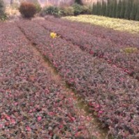 常年出售茶梅小苗及工程苗16.3萬，茶梅球5300千