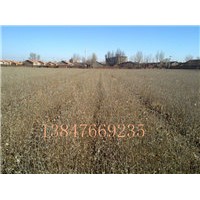 供應(yīng)沙棘苗 沙棗苗 檸條苗