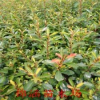火棘苗2014年大量供應(yīng)