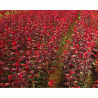 大量出售優(yōu)質(zhì)紅葉李