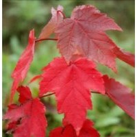 大量出售美國(guó)紅葉白蠟