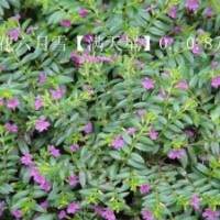 滿天星【紅花六月雪】