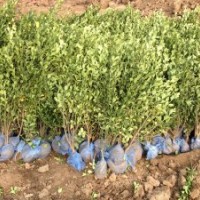 供應(yīng)山東大葉黃楊綠籬苗，冬青球。