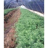 1-2公分小苗櫸樹，紅豆杉，合歡