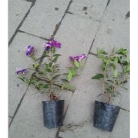 巴西野牡丹【袋苗】