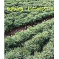 出售樟子松、紅松、落葉松、日本落葉云杉等造林苗