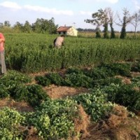 供應(yīng)山東：冬青，大葉黃楊，木槿，紫葉李，女貞球，櫻花，紅葉小