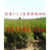 供應(yīng)1.5米營養(yǎng)缽油松白皮松側(cè)柏