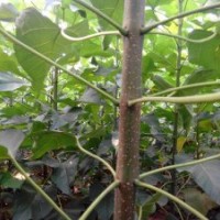 李軍當(dāng)年楸樹苗、梓樹苗