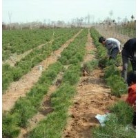 供應(yīng)山西3年白皮松小苗、白皮松工程苗 白皮松