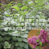包郵紫丁香小苗全國(guó)快遞發(fā)苗可貨到付款