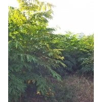 大量出售優(yōu)質(zhì)欒樹、國槐小苗