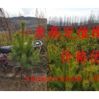 樟子松1米定值苗