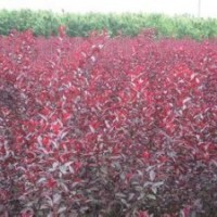 紫葉李山西紫葉李價(jià)格紅葉李山西紅葉李價(jià)格