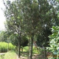 泉州羅漢松，泉州苗圃培育基地，供應(yīng)泉州羅漢松