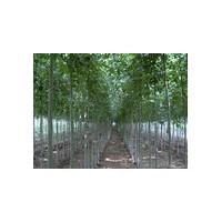 供應：白蠟、國槐、柳樹、榆樹、法桐、合歡。