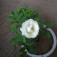 山東平陰玫瑰苗